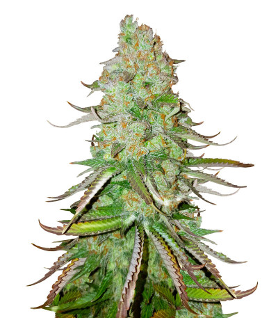 Big Bud Auto fem (Herbies Seeds) семена конопли