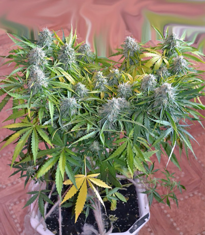 Big Devil #2 Auto fem (Sweet Seeds) семена конопли