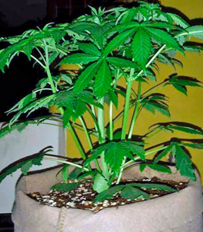 Bloody Skunk Auto fem семена конопли