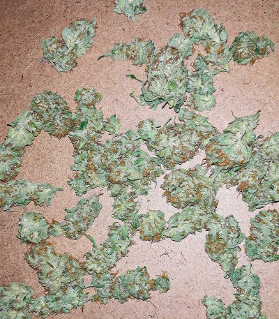 Boy Scout Cookies (Kalashnikov Seeds) семена конопли