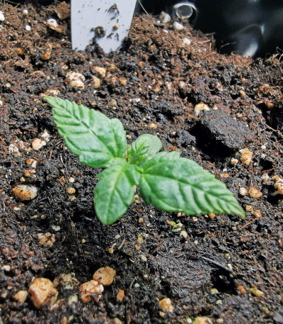 Bruce Banner #3 Fast fem (Original Sensible Seeds) семена конопли