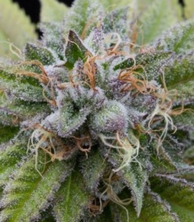 Bubba Kush fem (Dinafem Seeds) семена конопли