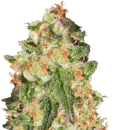 CBD-enriched Warlock fem (Serious Seeds) семена конопли