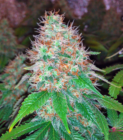 Сорт конопли California Hash Plant