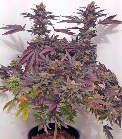 Chocolate Mint OG fem семена конопли