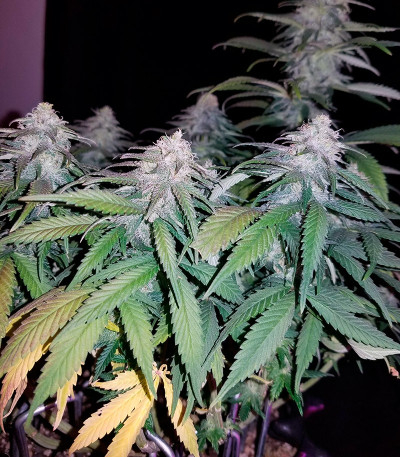 Chocolope reg (DNA Genetics) семена конопли