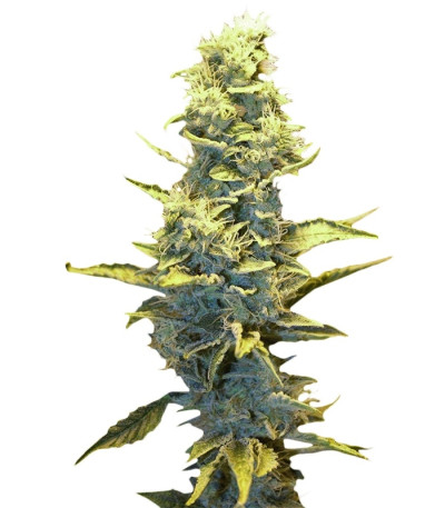 Fruit Autoflowering (Dinafem Seeds) семена конопли