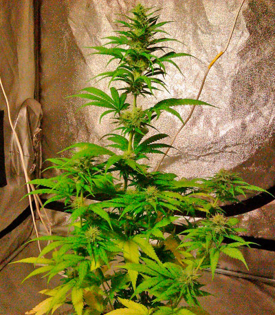 Hubble Bubble fem семена конопли