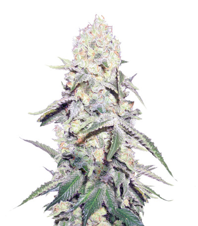 La Blanca Gold Auto Fem (Vision Seeds) семена конопли