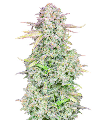 Original Trainwreck Auto fem (FastBuds) семена конопли