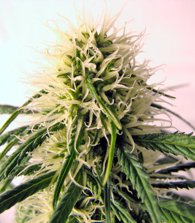 Original Berry fem (Kannabia Seed Company) семена конопли