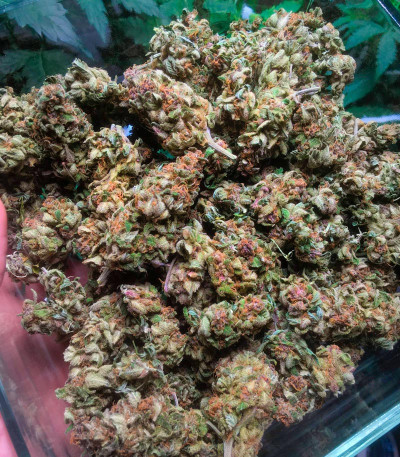 Runtz Punch fem (Herbies Seeds) семена конопли