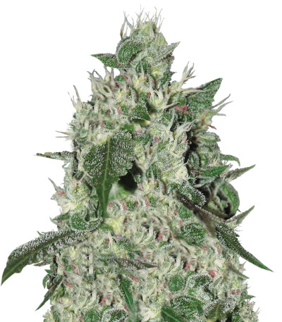 Spicy White Devil fem (Samsara Seeds) семена конопли