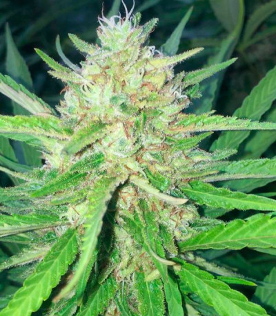 Sugar Candy fem (Delicious Seeds) семена конопли