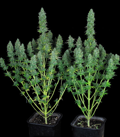 Serious Happiness reg (Serious Seeds) семена конопли