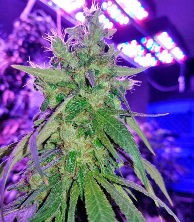 Supreme Kush CBD fem семена конопли