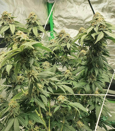 Watermelon Zkittlez fem семена конопли