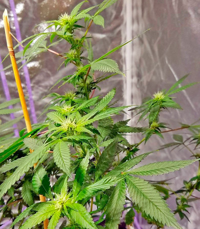 White Domina fem (Kannabia Seed Company) семена конопли