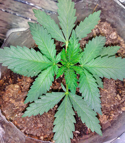 Amnesia fem (World of Seeds) семена конопли