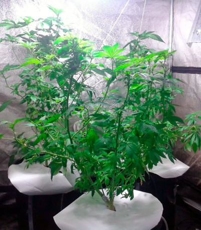 Big Bang fem (Green House Seeds) семена конопли