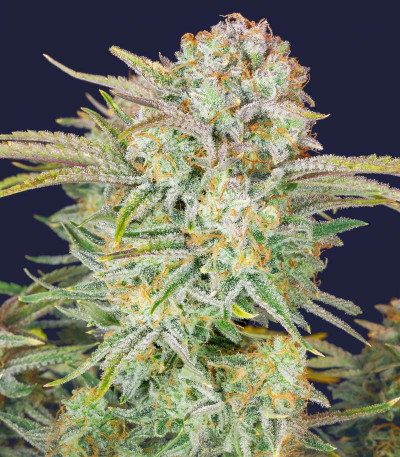 Bruce Banner Auto fem семена конопли