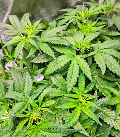 HulkBerry Automatic fem (RQS) семена конопли