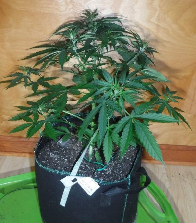 Sugar Black Rose Auto fem (Delicious Seeds) семена конопли
