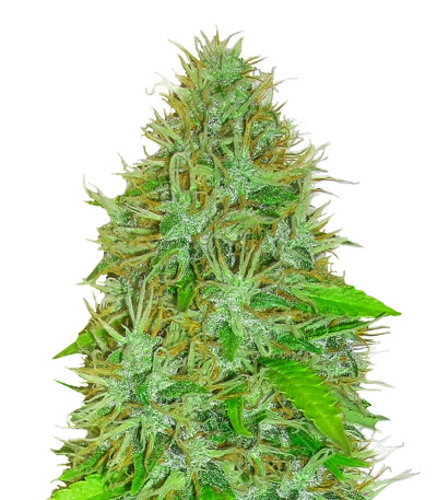 2 Fast 2 Vast Auto fem (Heavyweight Seeds) семена конопли