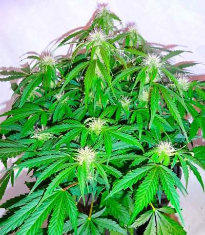 Auto Banana Cookies fem (Advanced Seeds) семена конопли