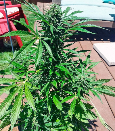 Auto Ultimate fem (Dutch Passion) семена конопли