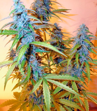 Auto Northern Lights fem конопля Pyramid Seeds