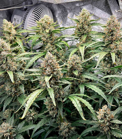 Banana Daddy Auto RBX2 fem (Ethos Genetics) семена конопли