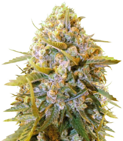 Biggest Bud fem (Victory Seeds) семена конопли