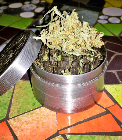 Сорт марихуаны Blue Amnesia XXL Autoflowering