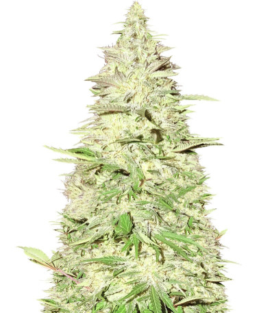 Blue Nitro Haze fem (Sumo Seeds) семена конопли