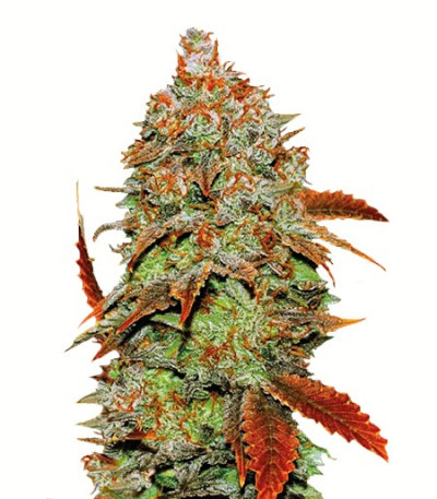 Auto Bubblegum Extra fem семена конопли