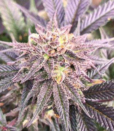 Dozy Breath fem (AlphaFem Seeds) семена конопли