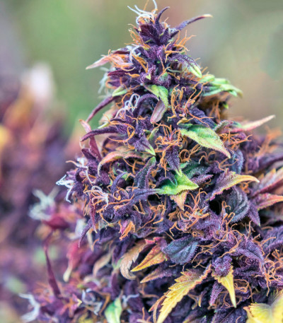 Сорт каннабиса Frisian Duck 