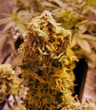 Grapefruit auto fem (FastBuds) семена конопли