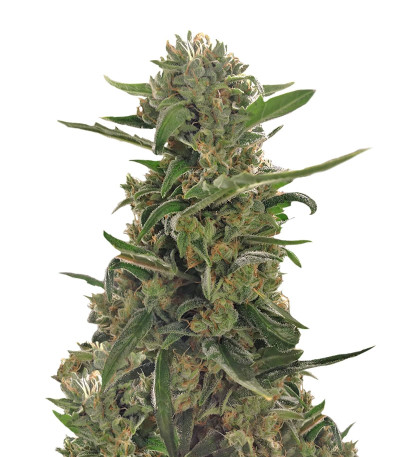 Green Crack Auto fem (FastBuds) семена конопли
