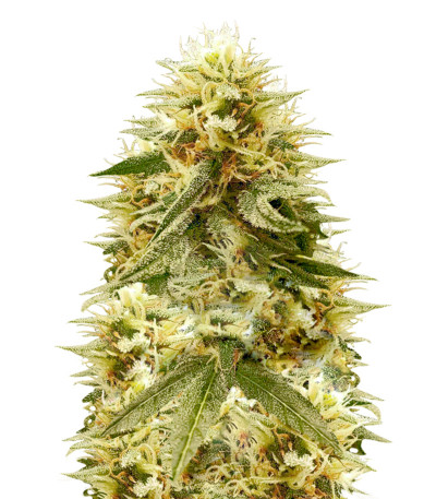 Northern Lights fem (Vision Seeds) семена конопли