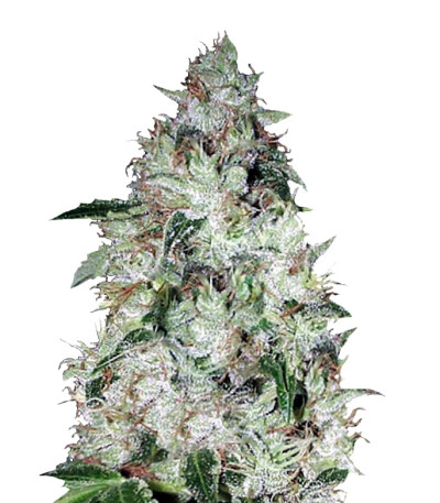 Auto OG Kush fem (Bulk Seed Bank) семена конопли