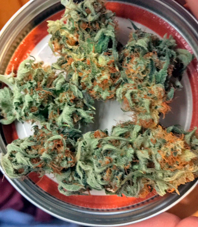 Original Amnesia fem (Dinafem Seeds) семена конопли