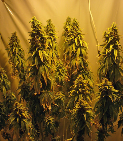 Original White Widow (IBL) fem семена конопли