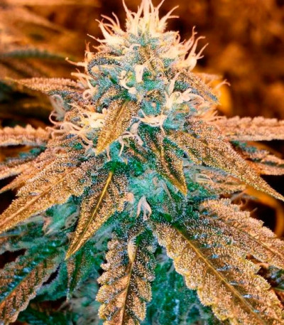 Sugar Black Rose fem (Delicious Seeds) семена конопли