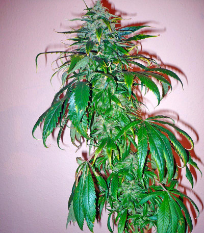 Santa Sativa fem (Dinafem Seeds) семена конопли