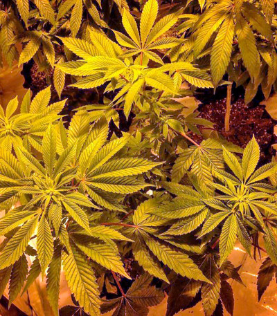 Sapphire OG fem (Humboldt Seed Organization) семена конопли