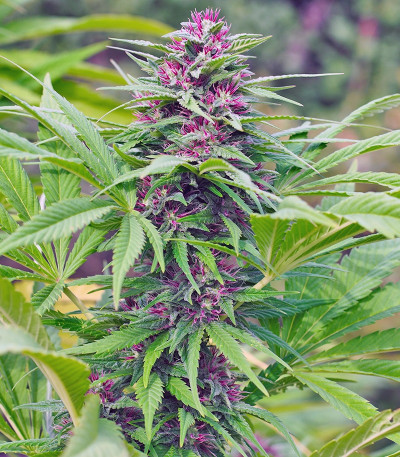 Serious 6 fem (Serious Seeds) семена конопли