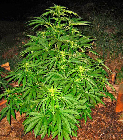 Shark Shock CBD fem семена конопли