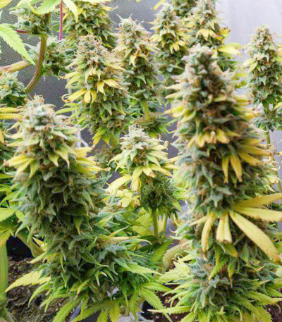 Siberian Haze fem (Kalashnikov Seeds) семена конопли